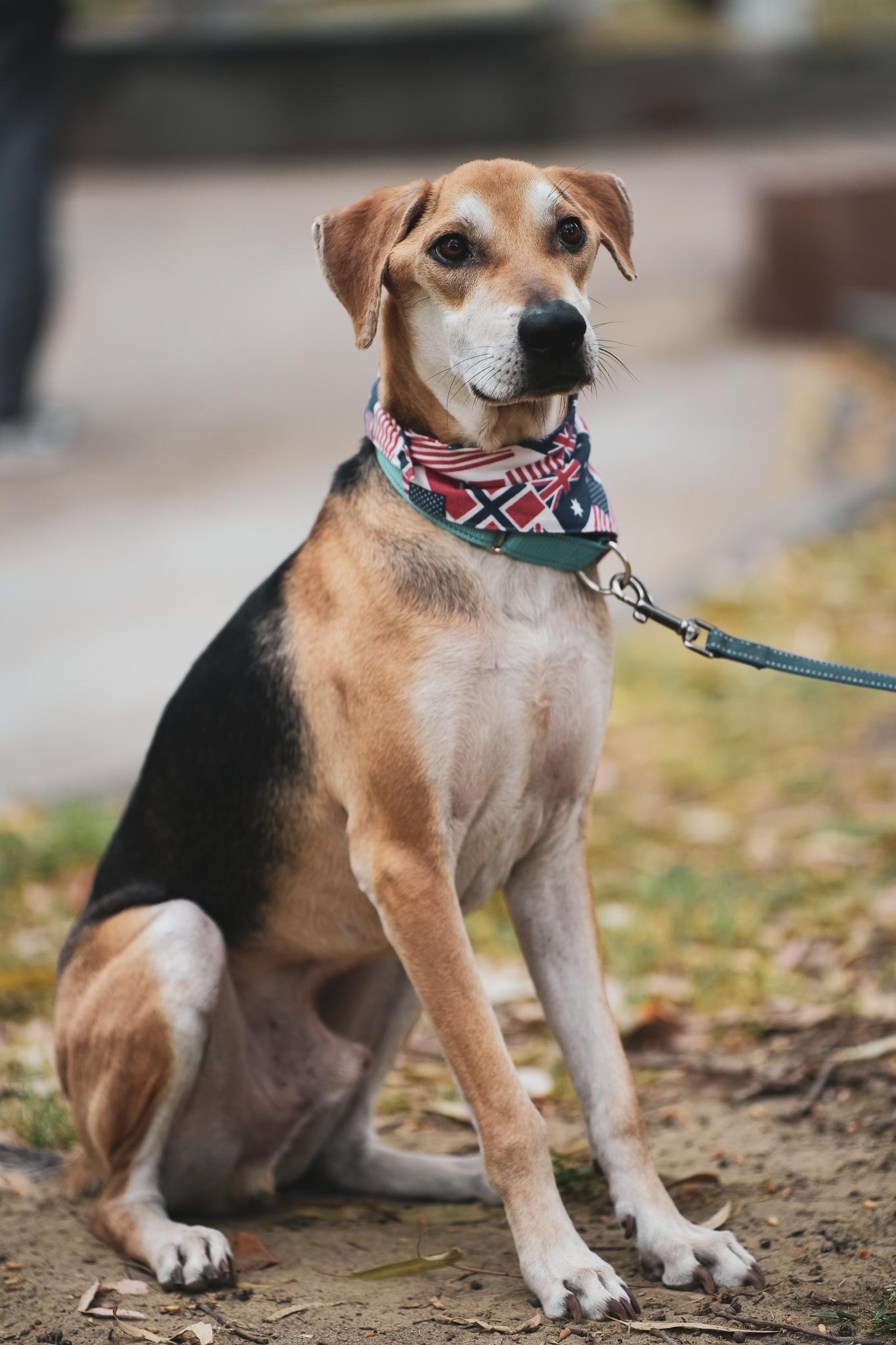 Enlarge LIFE, a Adoptable mixed breed in San Mateo, CA image 3/5