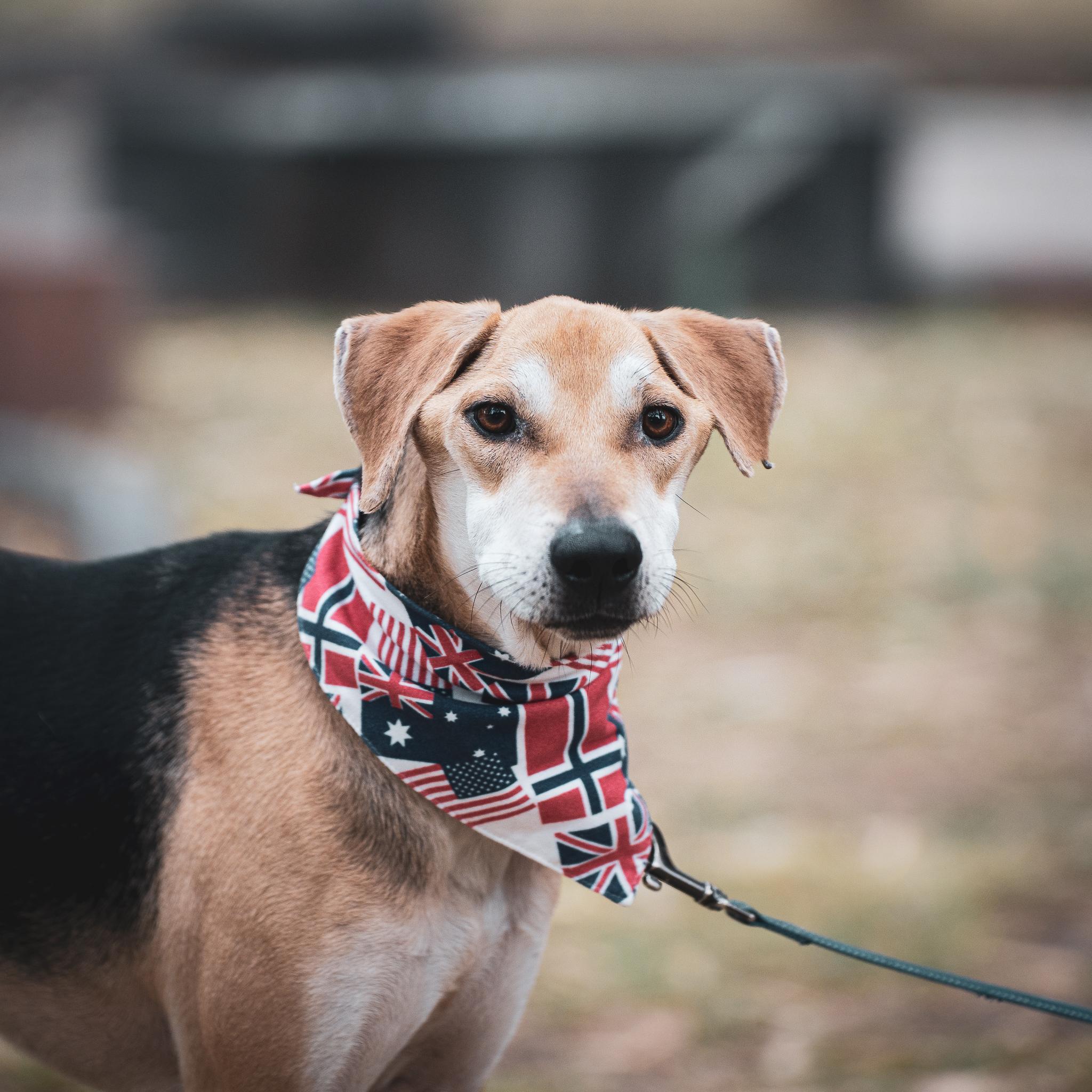 Enlarge LIFE, a Adoptable mixed breed in San Mateo, CA image 4/5