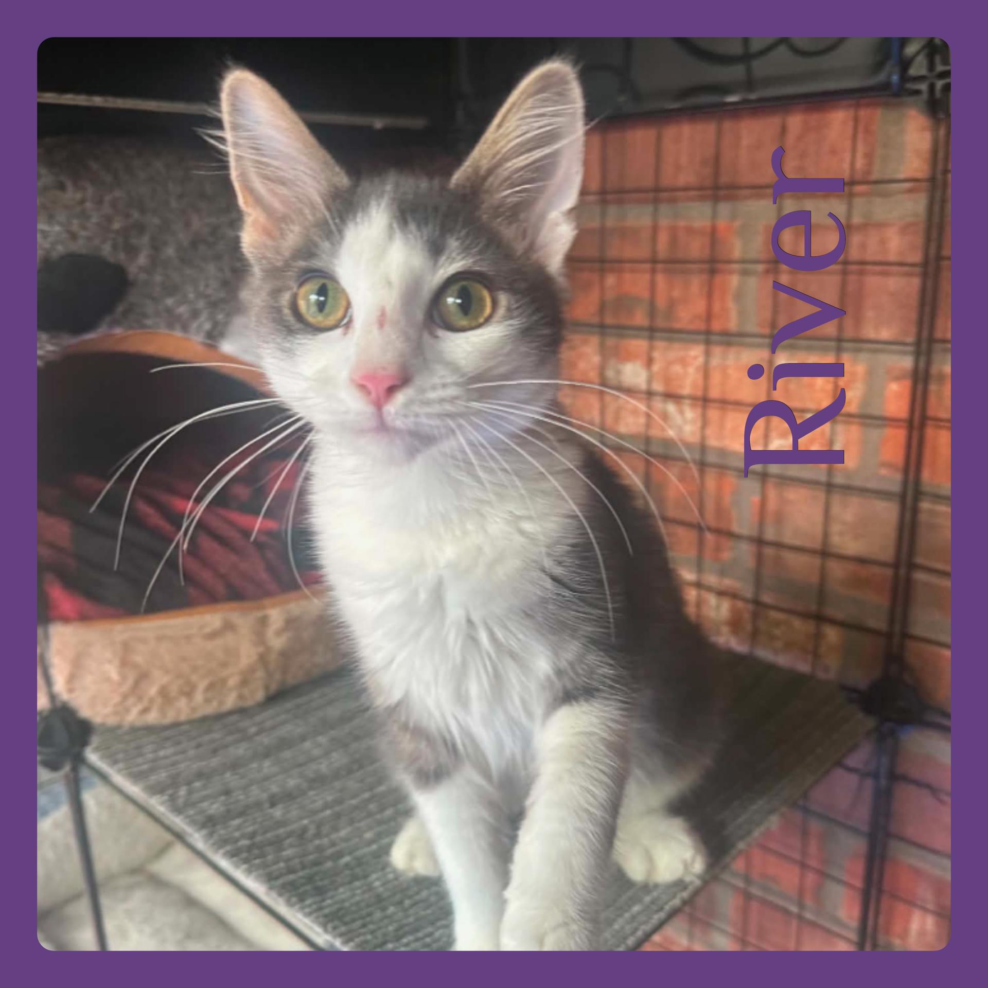 Enlarge RIVER, a ADOPTABLE Tabby in Lawton, OK image 1/1