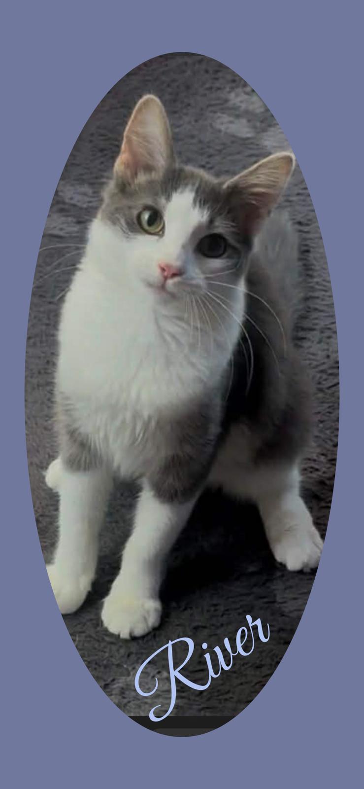 RIVER, ADOPTABLE, Kitten Female Tabby.