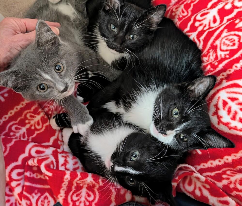 Enlarge Chico, a Adoptable Domestic Short Hair in Louisa, VA image 1/3