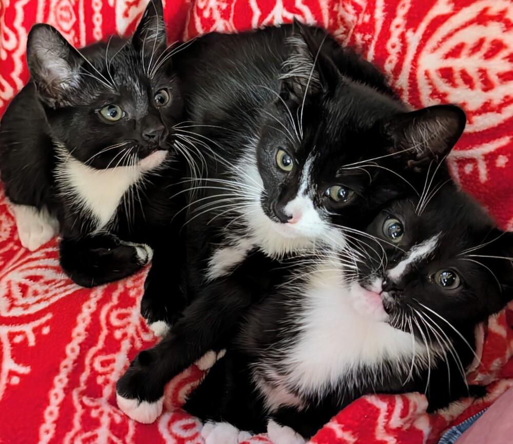 Enlarge Chico, a Adoptable Domestic Short Hair in Louisa, VA image 2/3