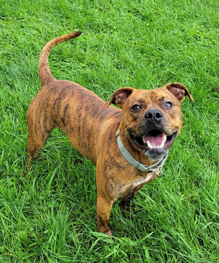 Enlarge Zar, a ADOPTABLE mixed breed in Lisbon, OH image 4/5