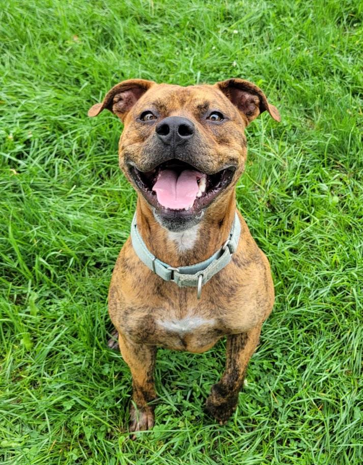 Enlarge Zar, a ADOPTABLE mixed breed in Lisbon, OH image 5/5