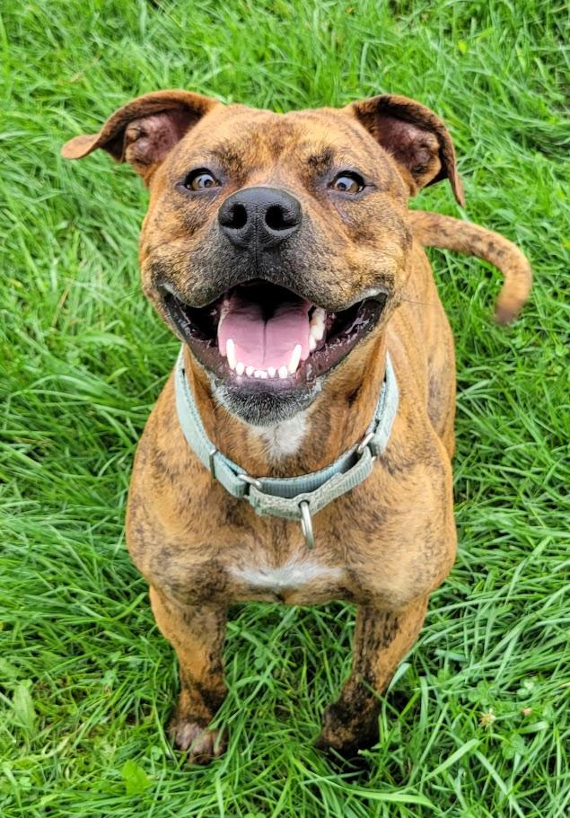 Zar, ADOPTABLE, Young Male Boxer & Pit Bull Terrier.