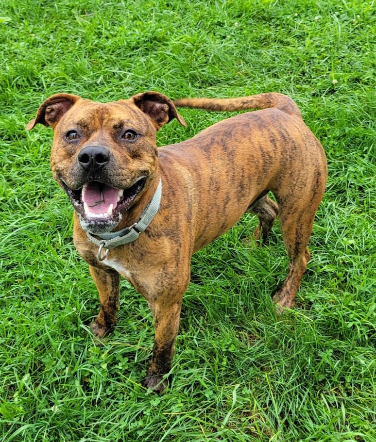 Enlarge Zar, a ADOPTABLE mixed breed in Lisbon, OH image 2/5
