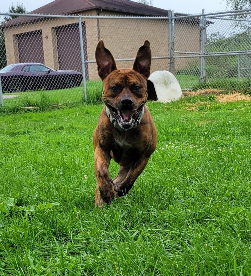 Enlarge Zar, a ADOPTABLE mixed breed in Lisbon, OH image 3/5