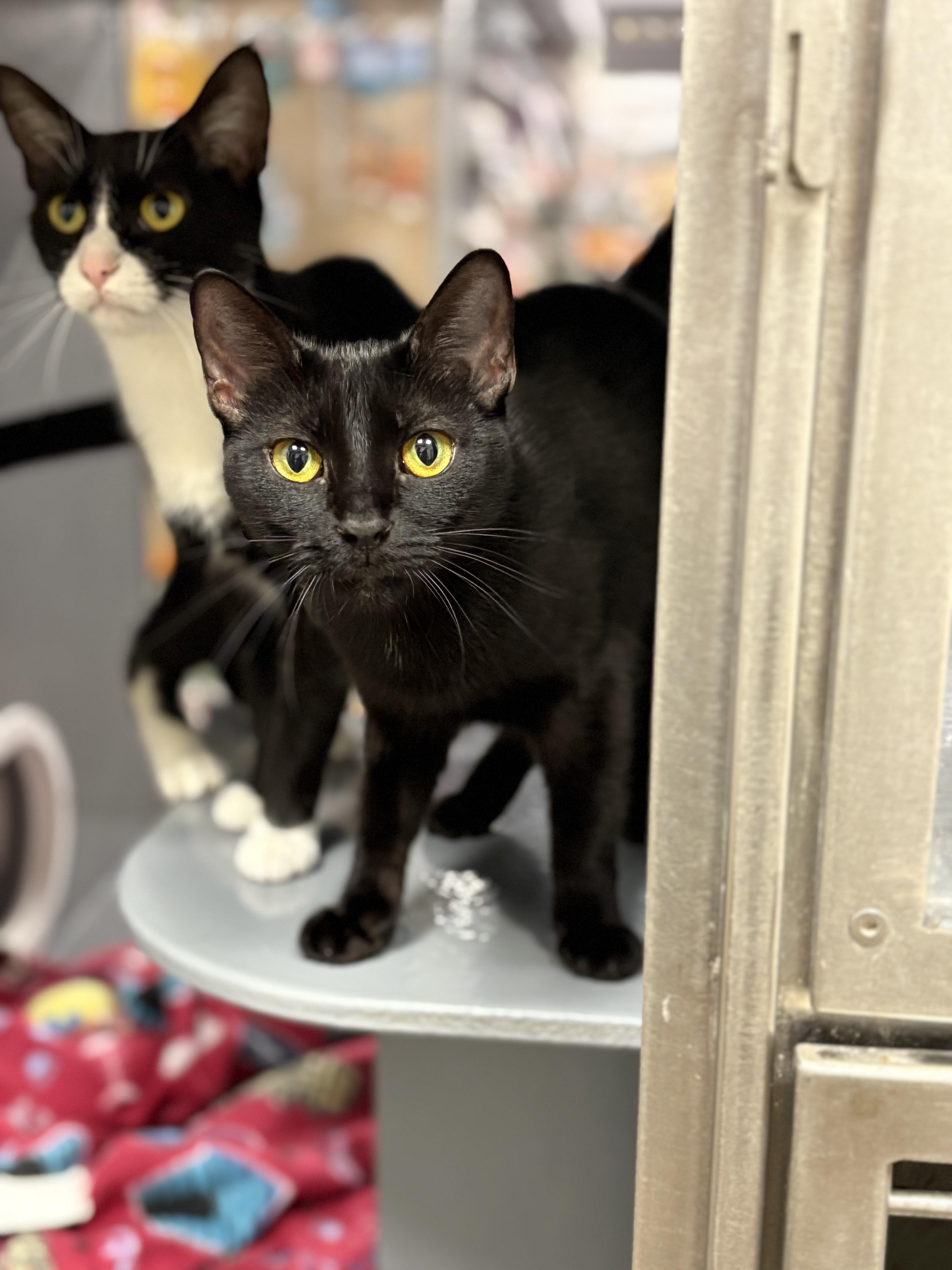 Binx, Young Male unknown
