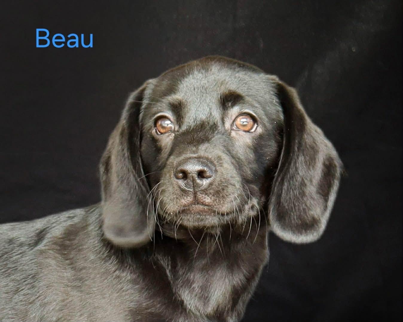 Beau, a ADOPTABLE mixed breed in Elkton, MD image 4/4