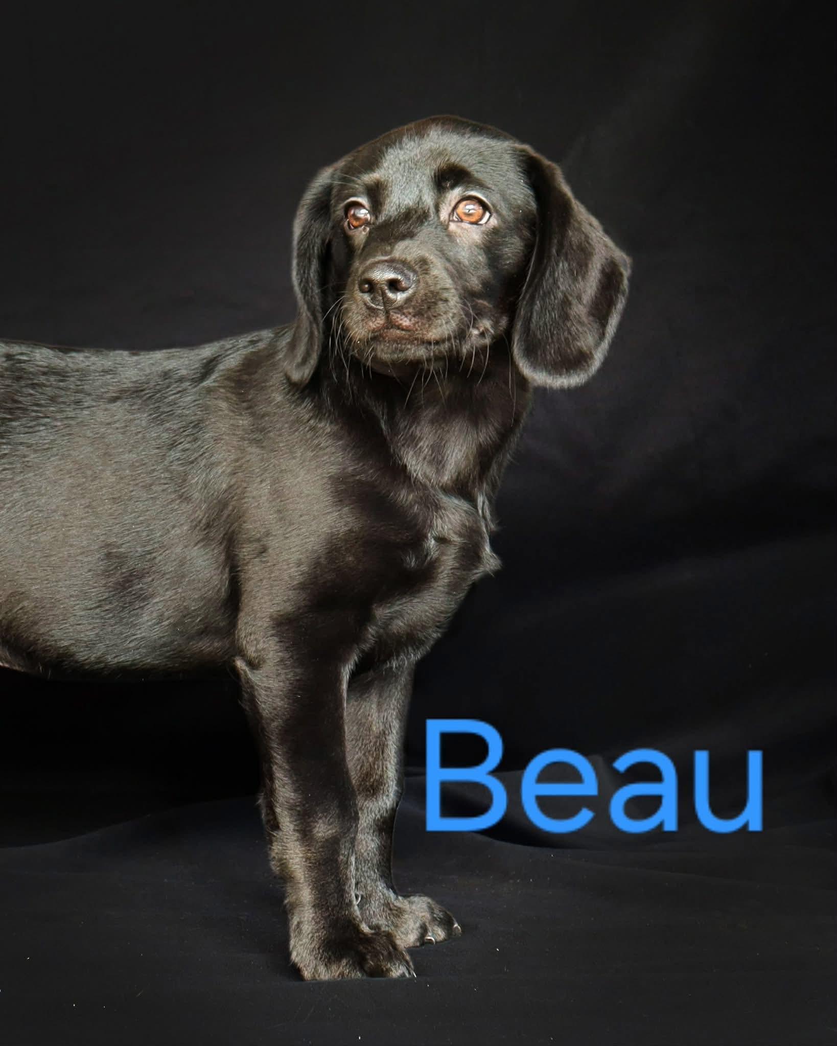Beau, ADOPTABLE, Puppy Male Labrador Retriever.