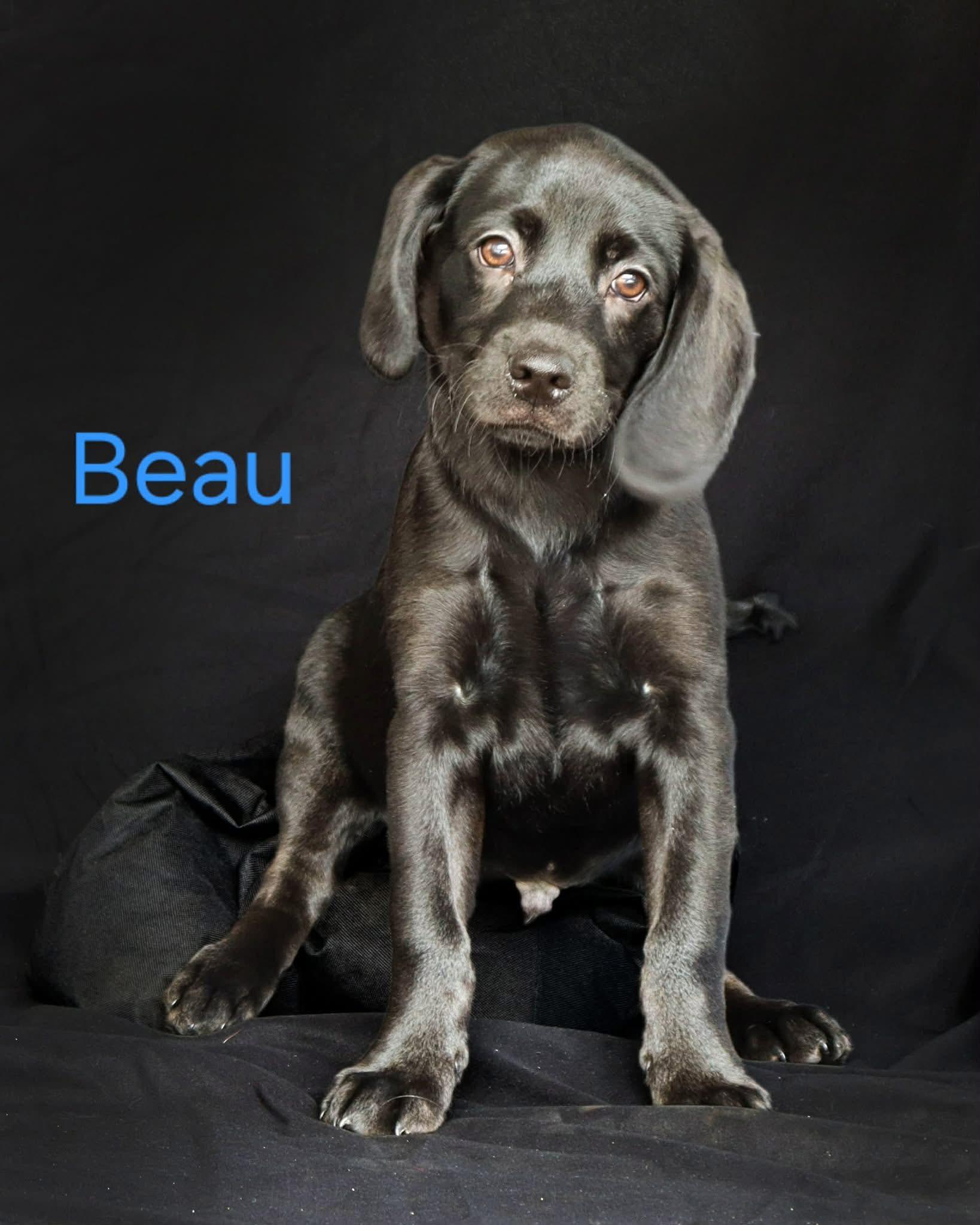 Beau, a ADOPTABLE mixed breed in Elkton, MD image 3/4