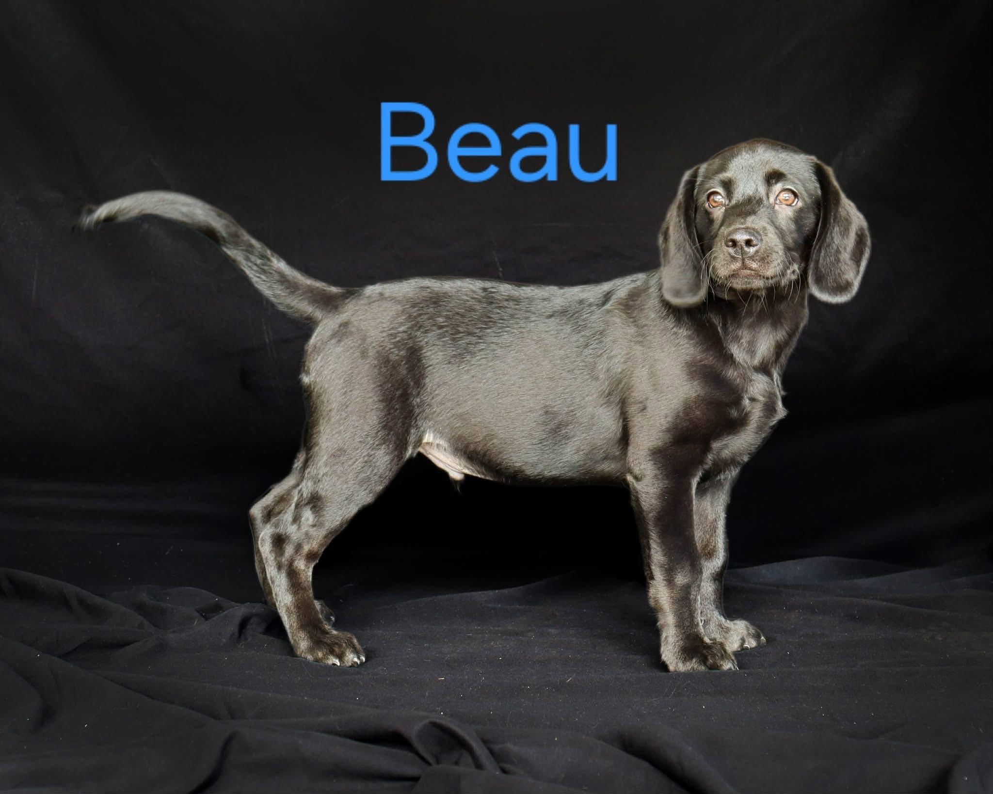 Beau, a ADOPTABLE mixed breed in Elkton, MD image 2/4