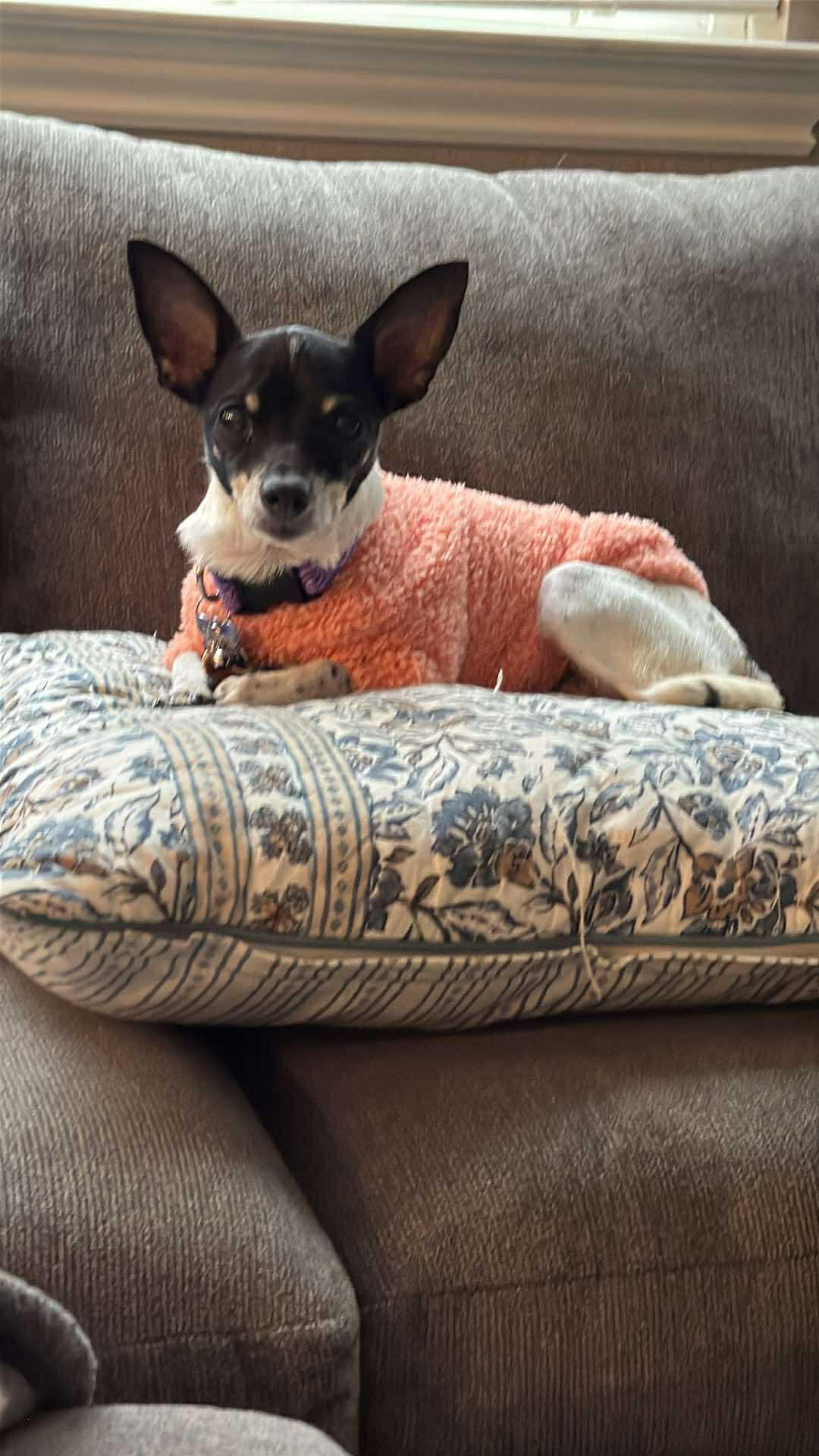 Enlarge Cranberry!, a ADOPTABLE mixed breed in Roseville, CA image 2/6