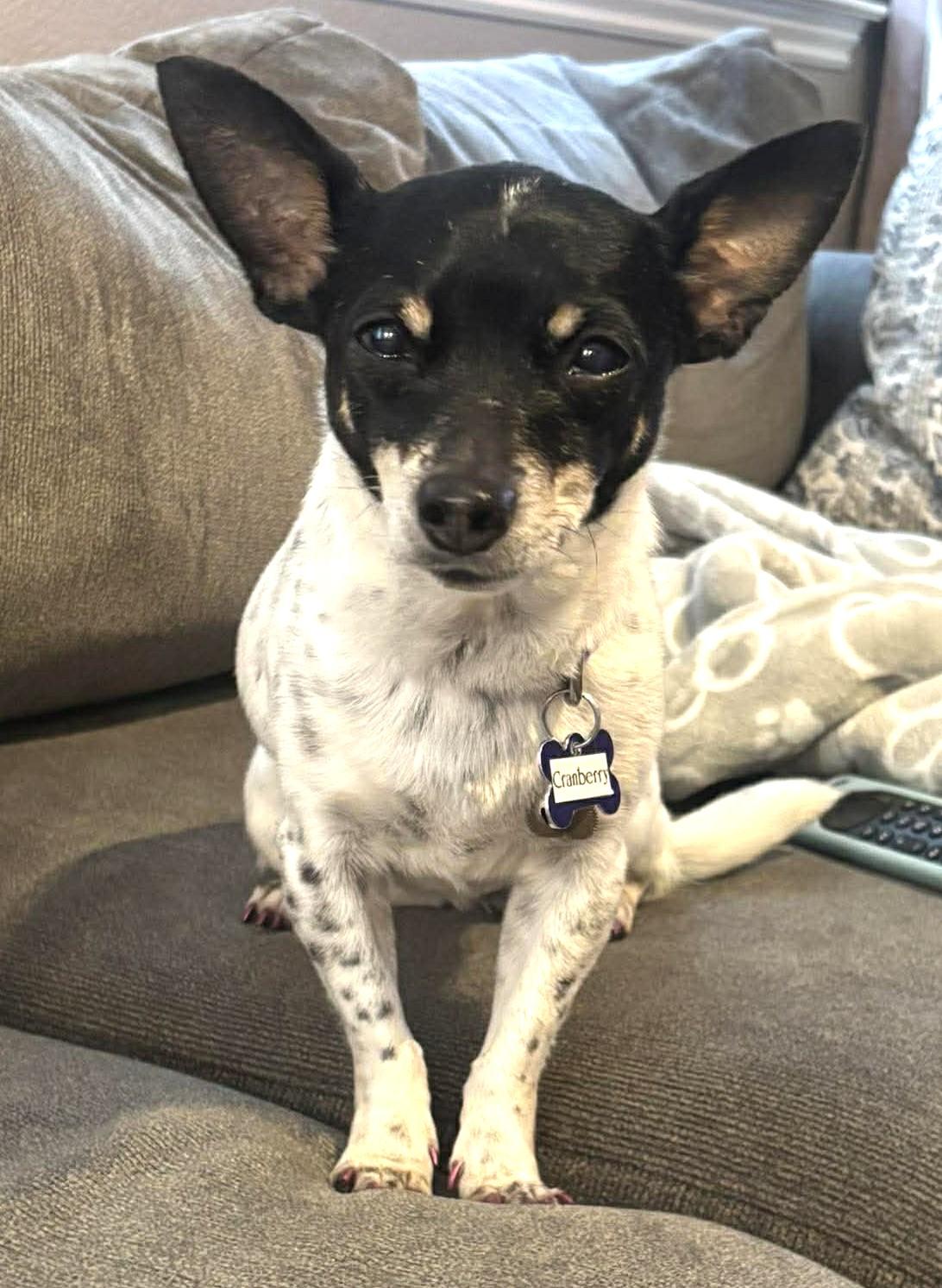 Cranberry!, ADOPTABLE, Senior Female Chihuahua.
