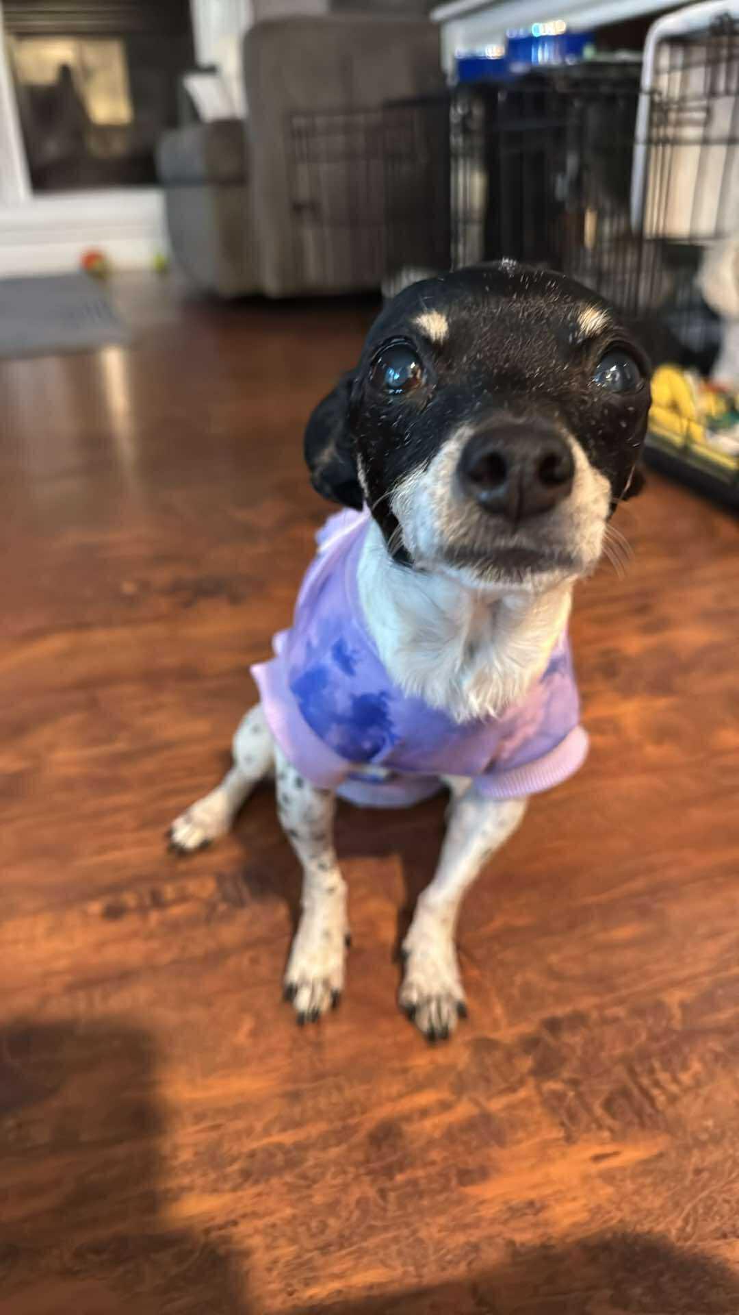 Enlarge Cranberry!, a ADOPTABLE mixed breed in Roseville, CA image 3/6