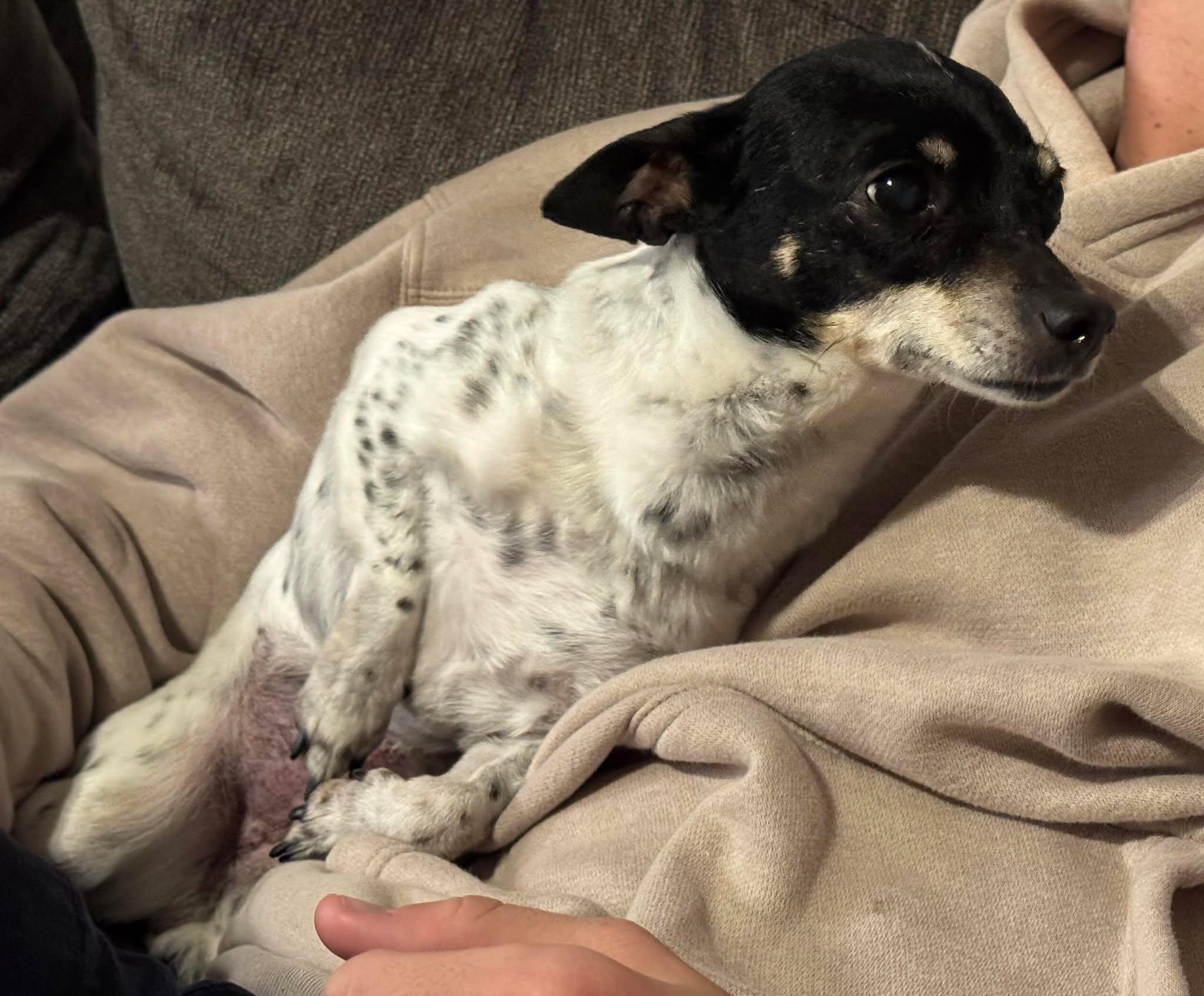 Enlarge Cranberry!, a ADOPTABLE mixed breed in Roseville, CA image 6/6