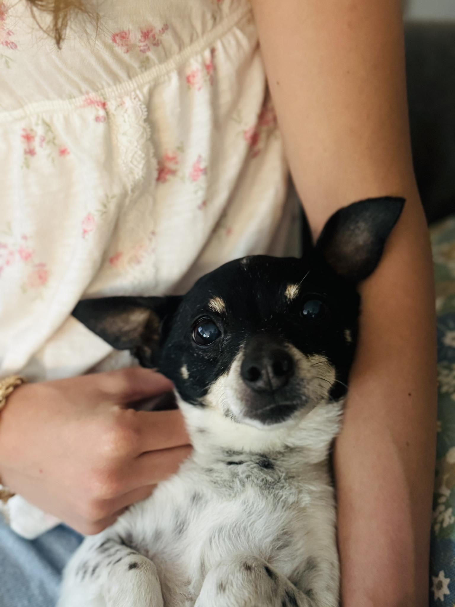 Enlarge Cranberry!, a ADOPTABLE mixed breed in Roseville, CA image 1/6