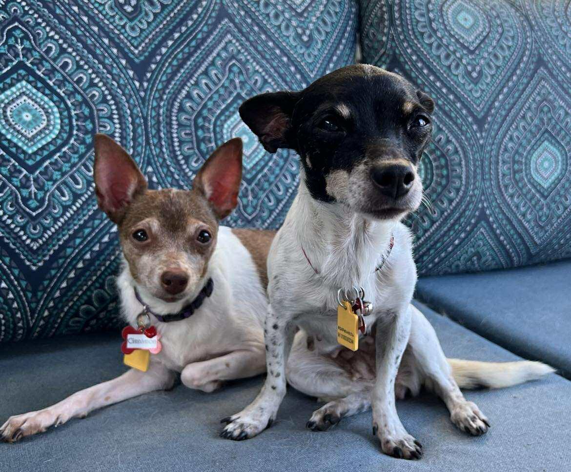 Enlarge Cranberry!, a ADOPTABLE mixed breed in Roseville, CA image 4/6