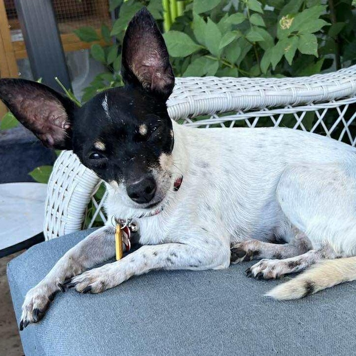 Cranberry!, ADOPTABLE, Senior Female Chihuahua.