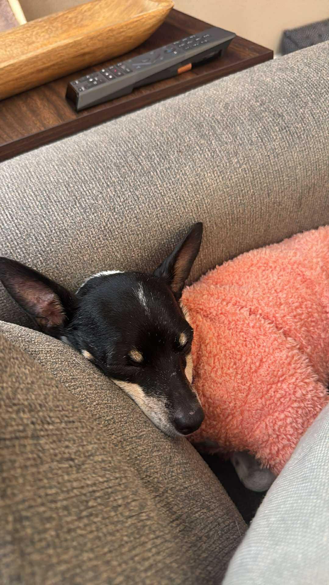 Enlarge Cranberry!, a ADOPTABLE mixed breed in Roseville, CA image 5/6