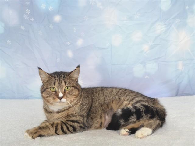 Enlarge TALAYA, a Adoptable Domestic Short Hair in Oroville, CA image 1/1
