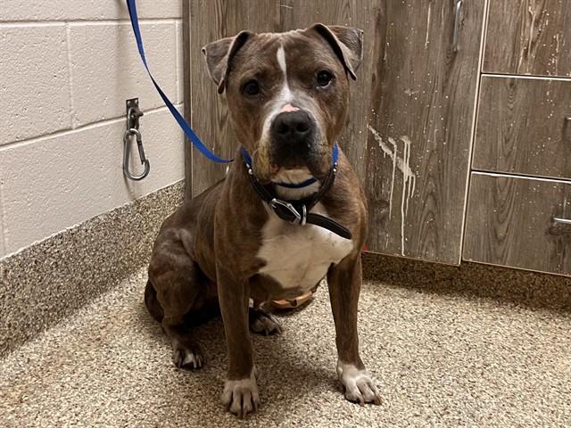 Enlarge LUCY, a Adoptable mixed breed in Colorado Springs, CO image 1/1