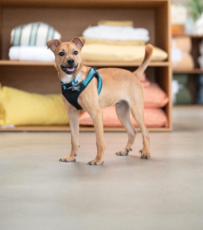 Hank, Adoptable, Young Male Chihuahua & Miniature Pinscher.