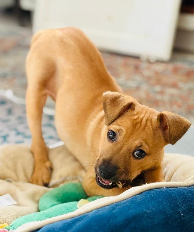 Enlarge Hank, a Adoptable Chihuahua in Valley Village, CA image 1/4