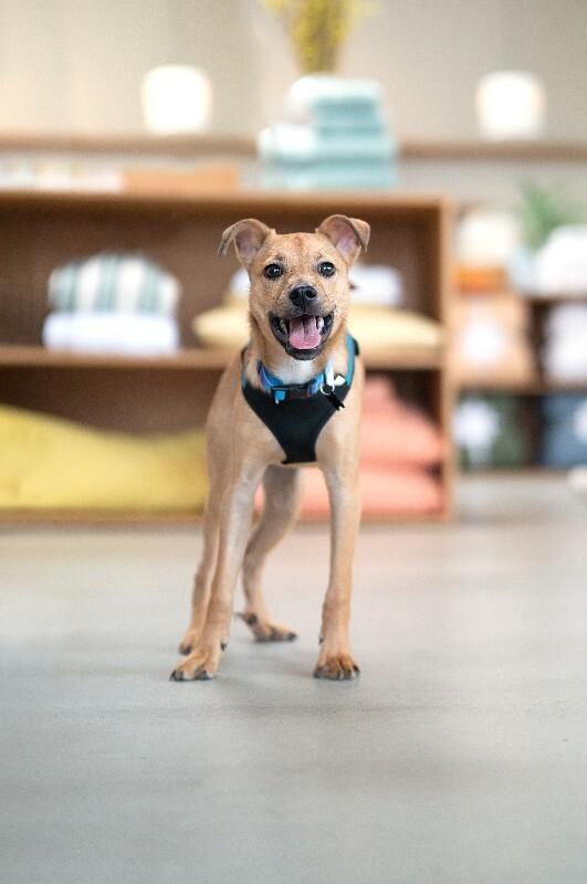 Enlarge Hank, a Adoptable mixed breed in Valley Village, CA image 2/6