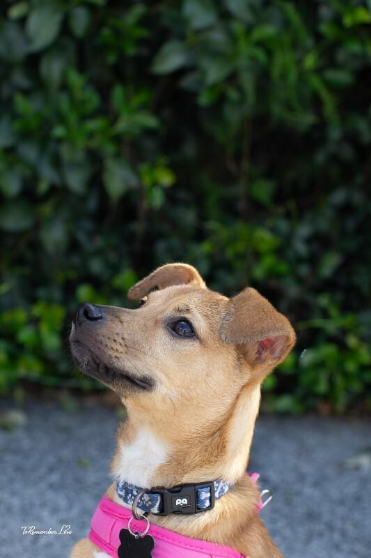 Hank, Adoptable, Young Male Chihuahua & Miniature Pinscher.