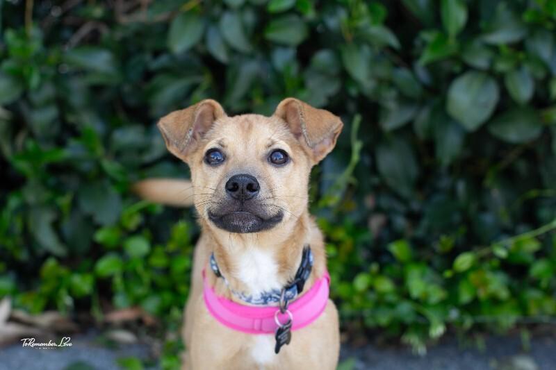 Enlarge Hank, a Adoptable mixed breed in Valley Village, CA image 2/3