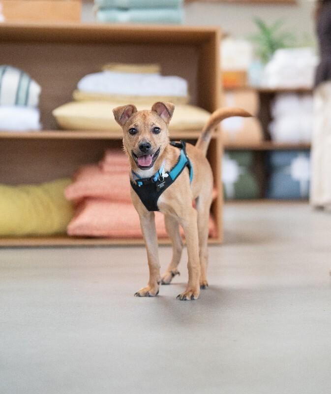 Enlarge Hank, a Adoptable mixed breed in Valley Village, CA image 5/6