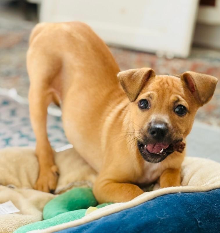 Enlarge Hank, a Adoptable Chihuahua in Valley Village, CA image 3/4