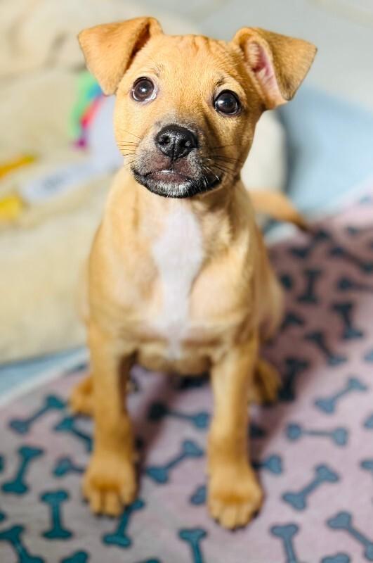Enlarge Hank, a Adoptable Chihuahua in Valley Village, CA image 4/4