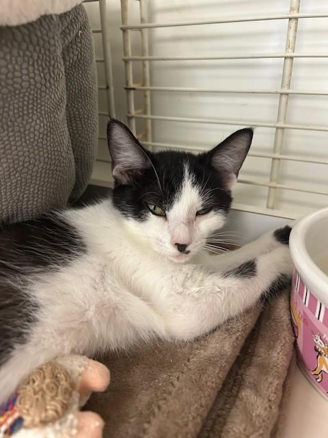 Little Debbie, a Adoptable Domestic Short Hair in Margate, FL image 2/3