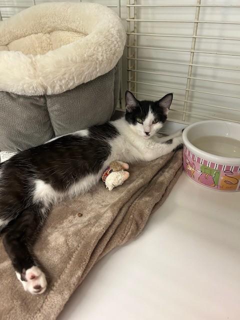 Little Debbie, a Adoptable Domestic Short Hair in Margate, FL image 3/3