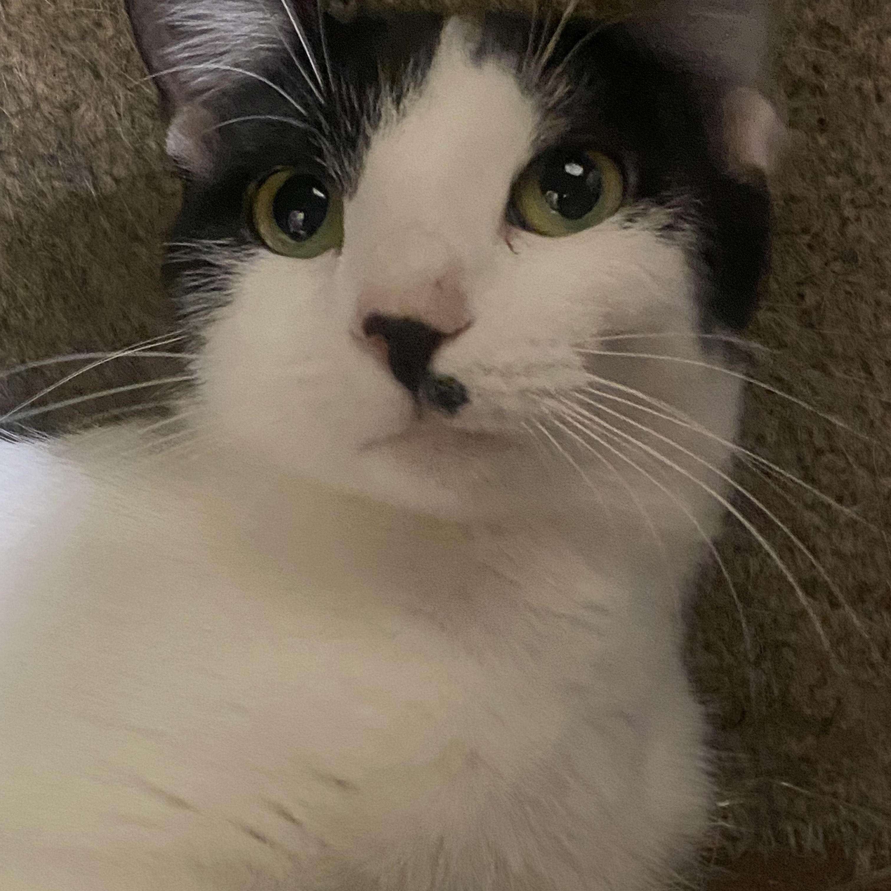 Little Debbie, Adoptable, Kitten Female Domestic Short Hair.