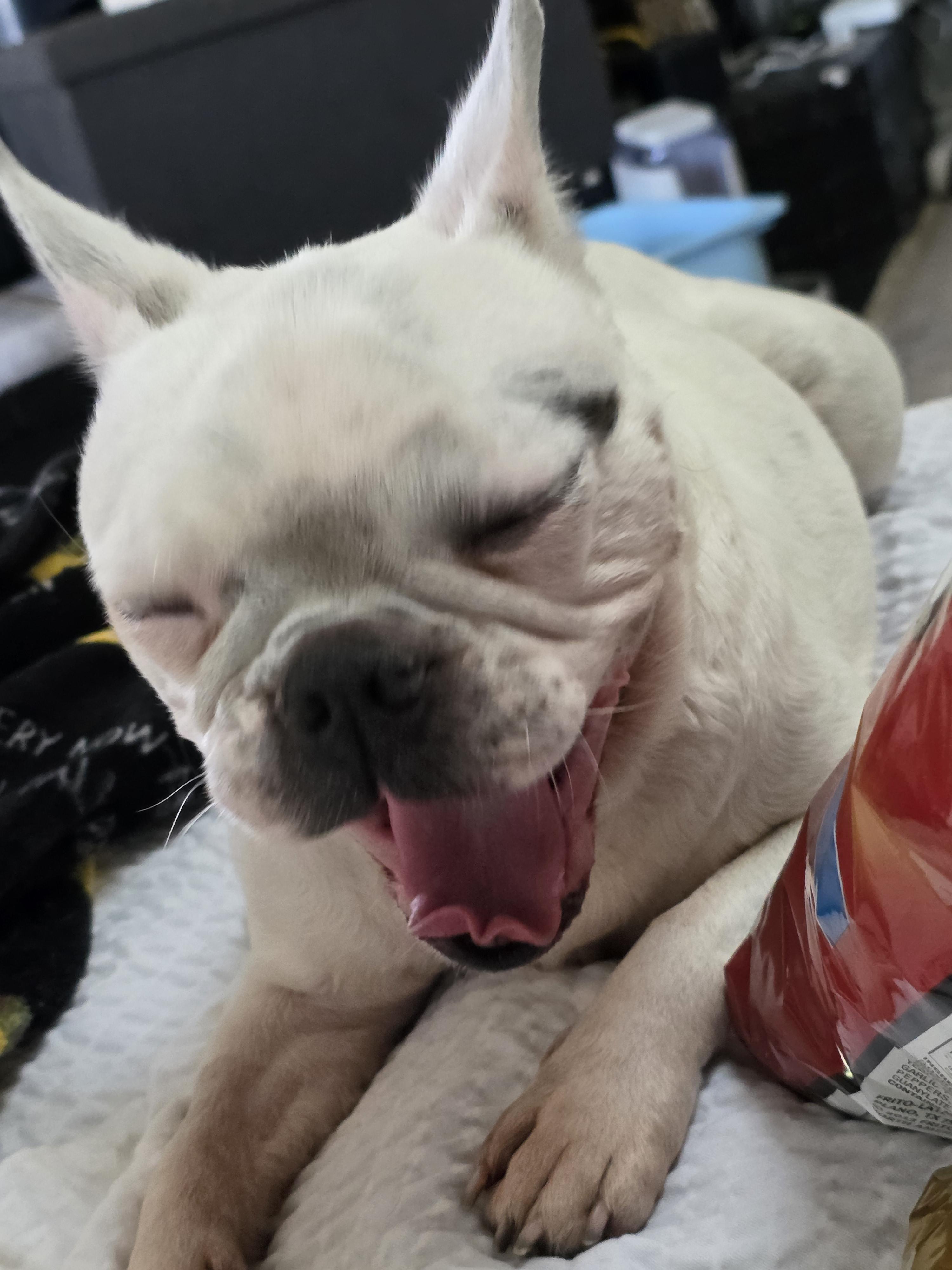 Enlarge Shelly, a Adoptable French Bulldog in Fiddletown, CA image 3/6