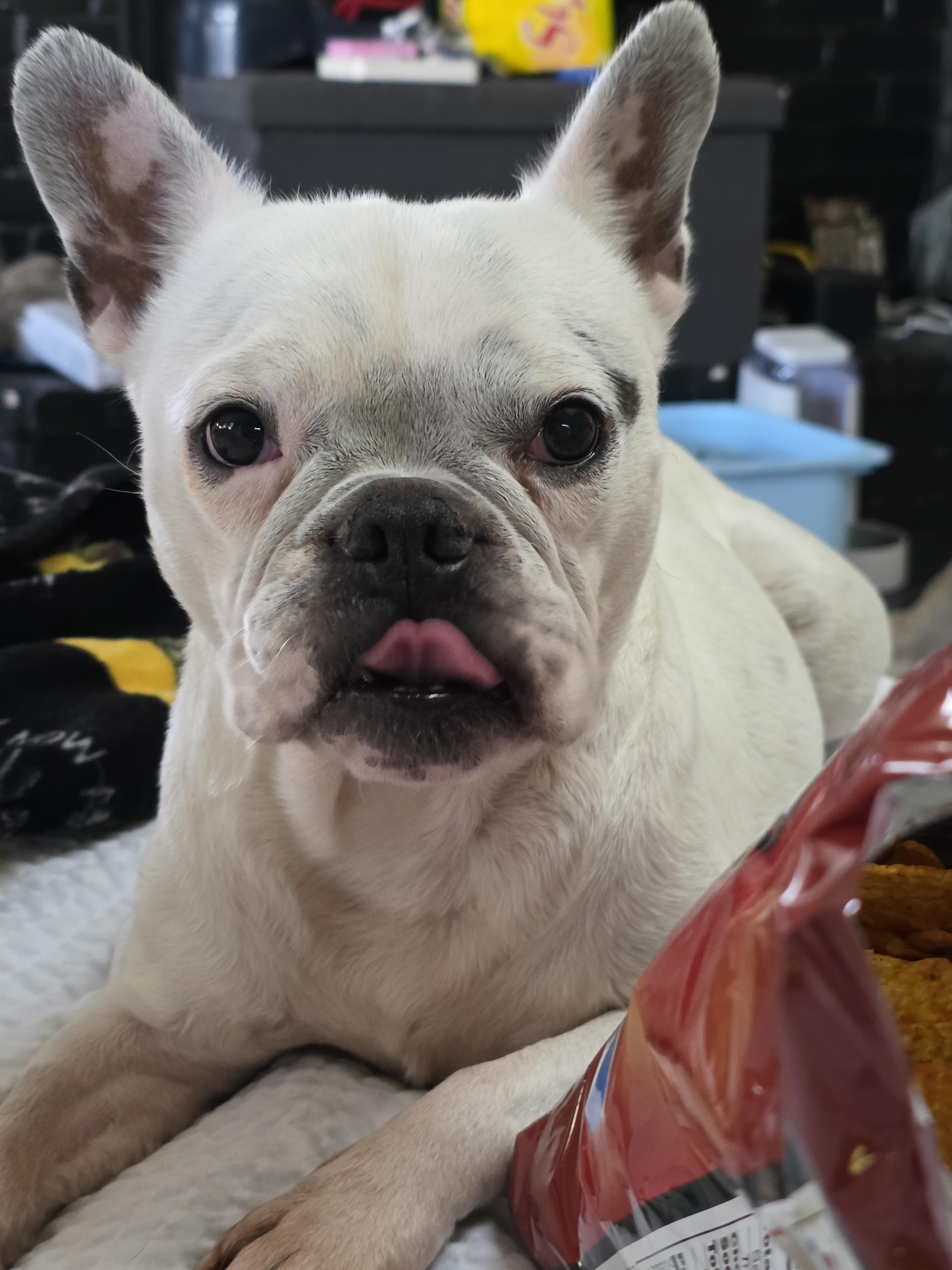 Enlarge Shelly, a Adoptable French Bulldog in Fiddletown, CA image 4/6
