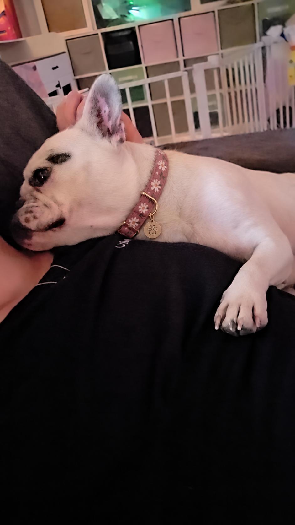Enlarge Shelly, a Adoptable French Bulldog in Fiddletown, CA image 5/6