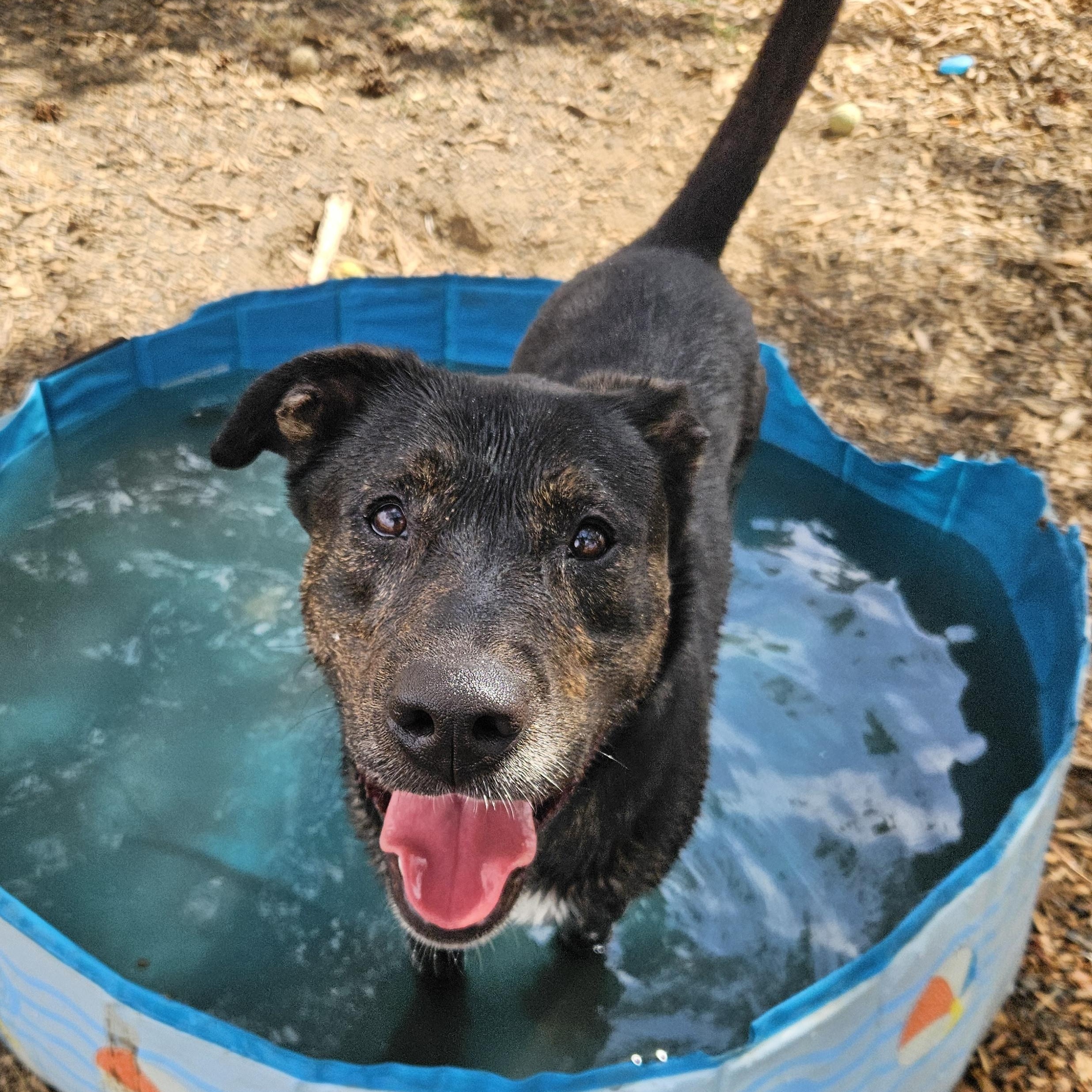 Oso, Adoptable, Adult Male Pit Bull Terrier & Shepherd.