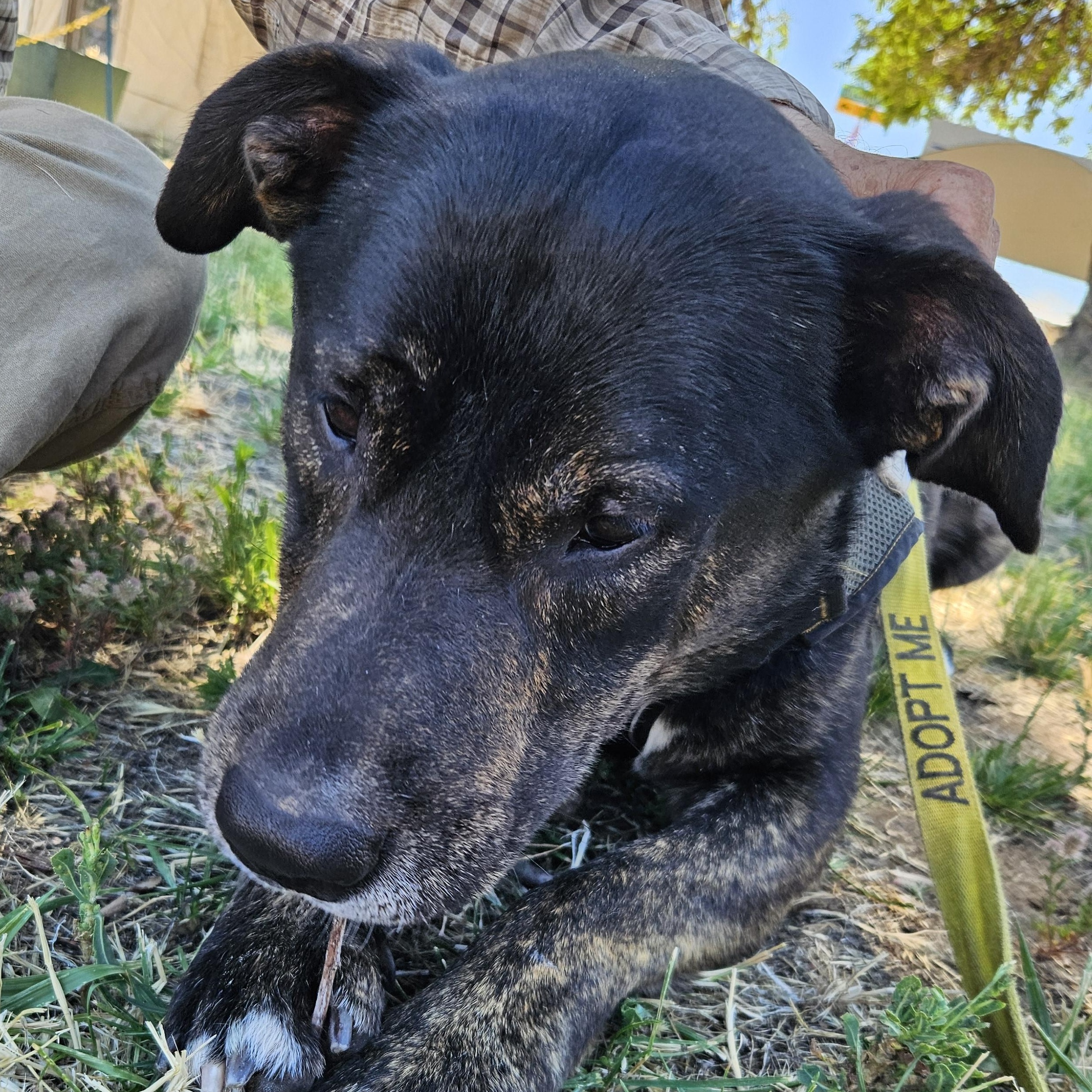 Enlarge Oso, a Adoptable mixed breed in The Dalles, OR image 3/4
