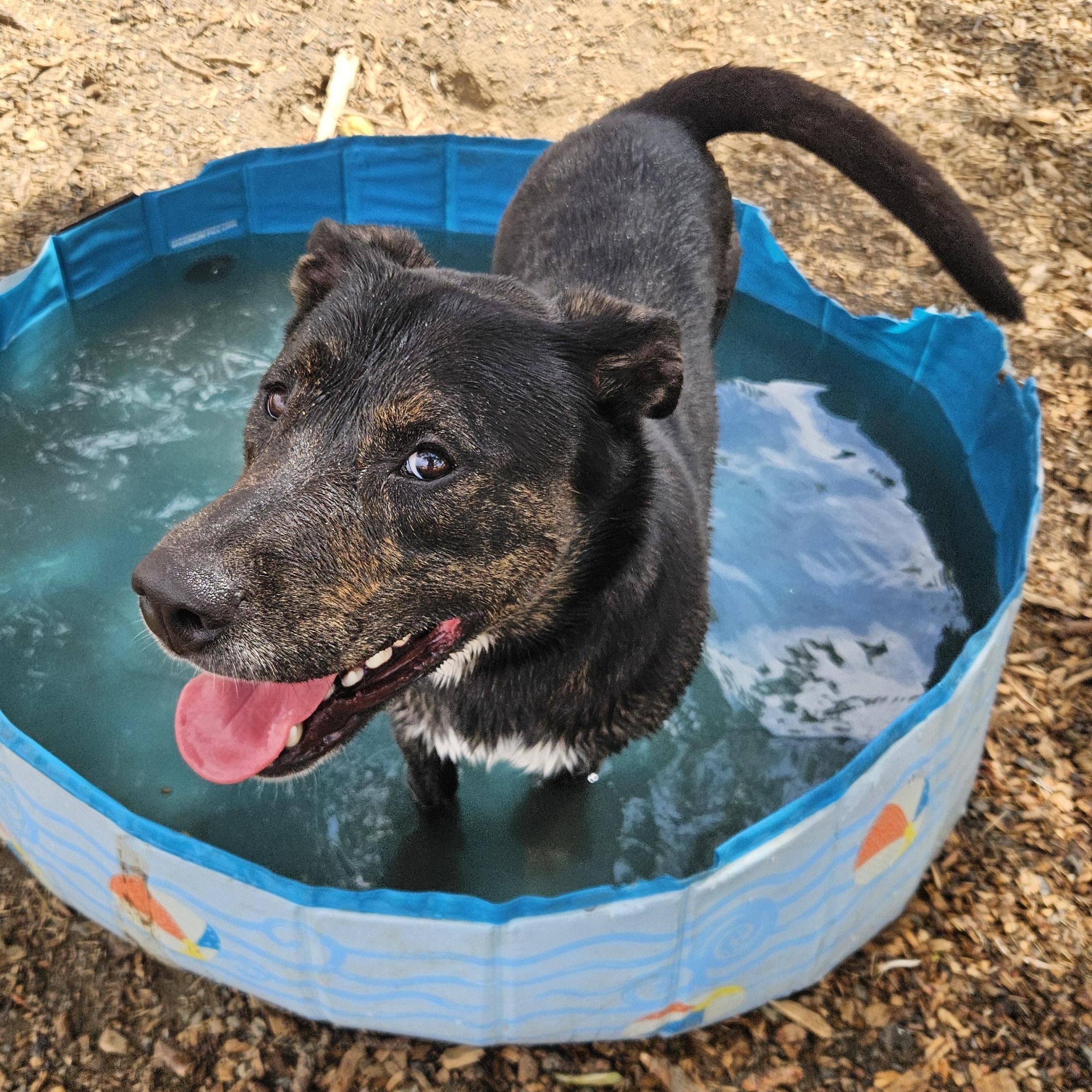 Enlarge Oso, a Adoptable mixed breed in The Dalles, OR image 2/4
