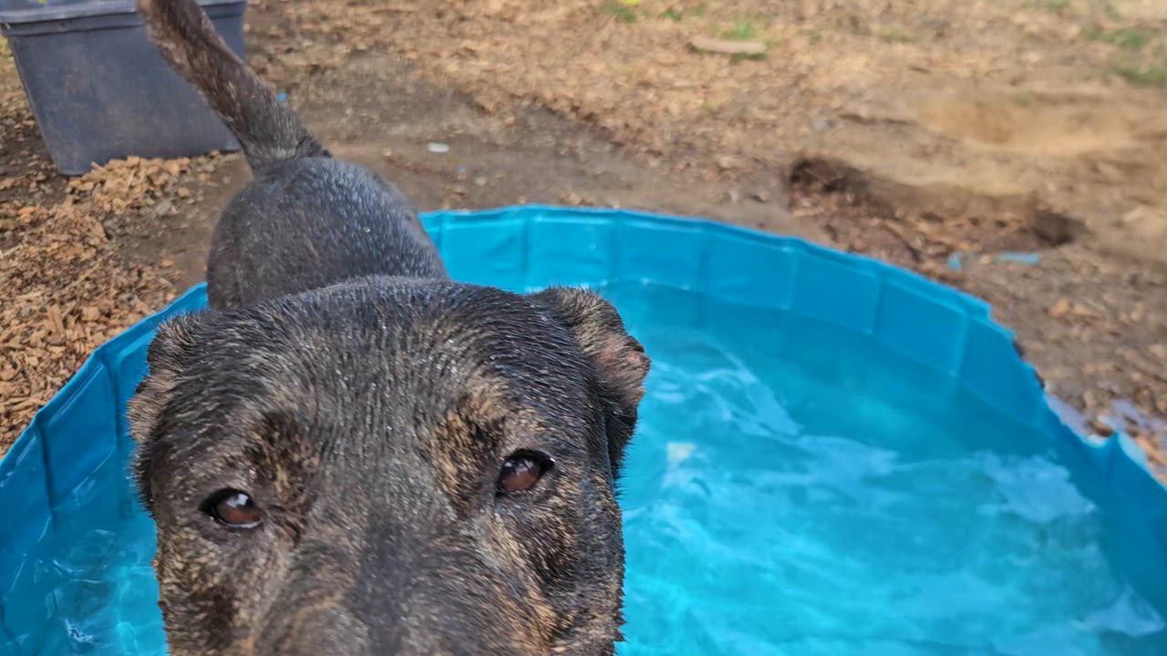Enlarge Oso, a Adoptable mixed breed in The Dalles, OR video 4/4