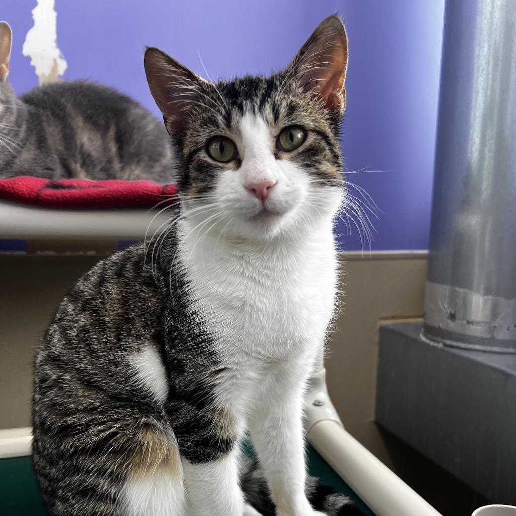 Maxwell, Adoptable, Young Male Domestic Short Hair.