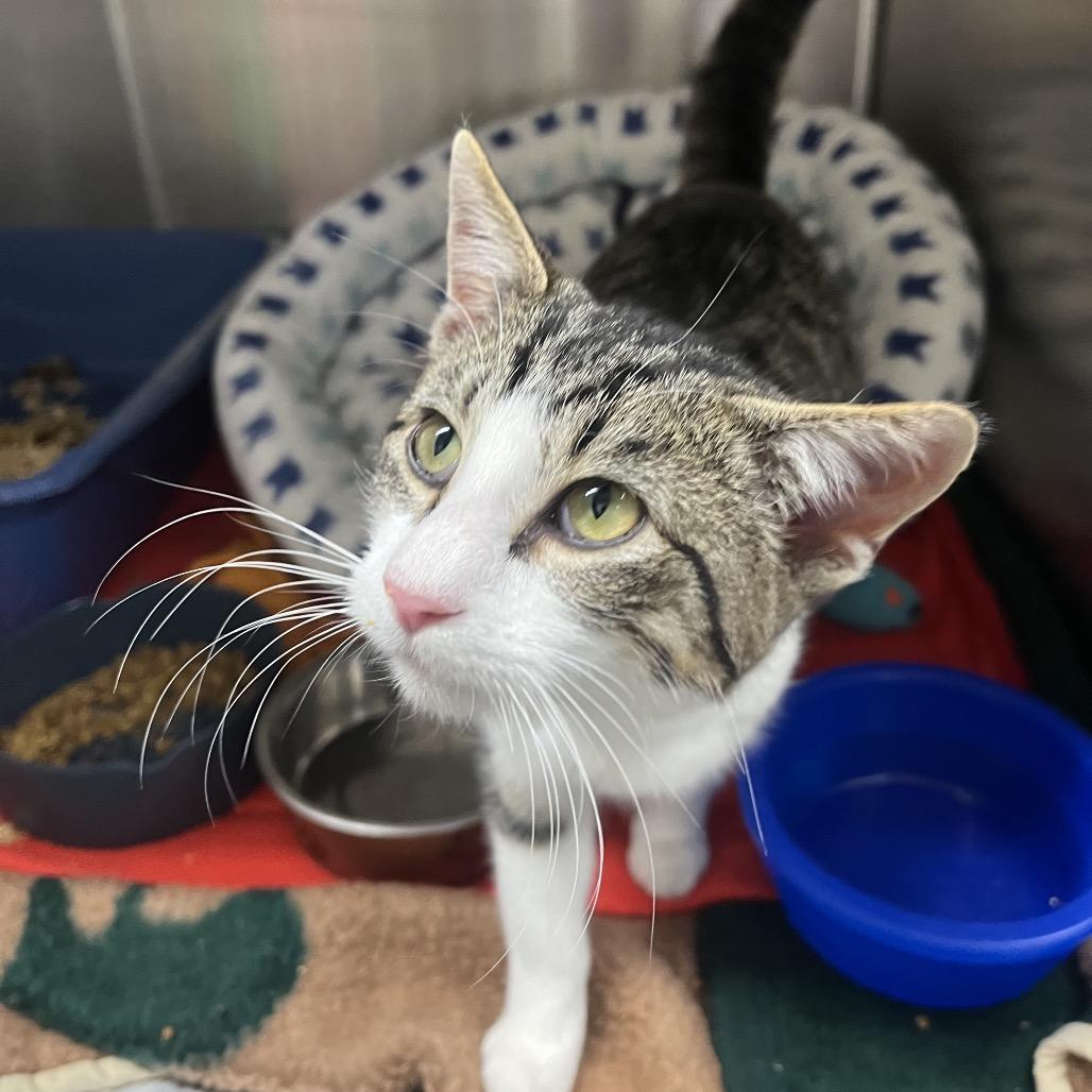 Enlarge Maxwell, a Adoptable Domestic Short Hair in Mankato, MN image 2/4