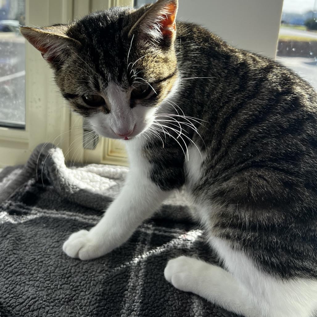 Enlarge Maxwell, a Adoptable Domestic Short Hair in Mankato, MN image 3/4