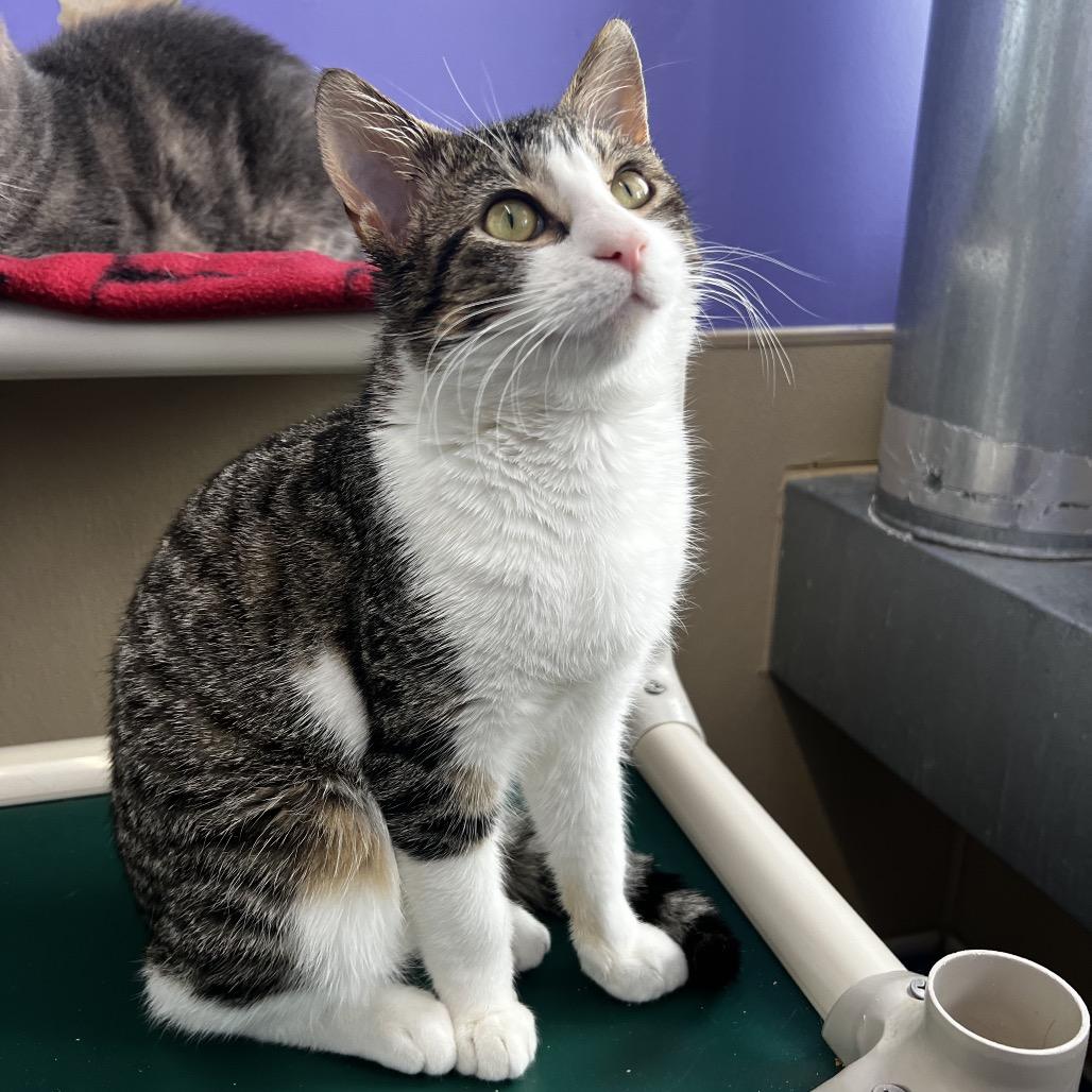 Enlarge Maxwell, a Adoptable Domestic Short Hair in Mankato, MN image 4/4