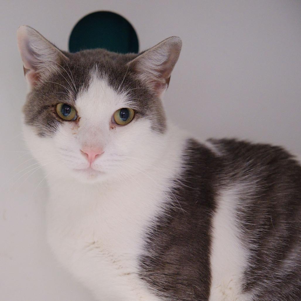 Oli, Adoptable, Young Male Domestic Short Hair.