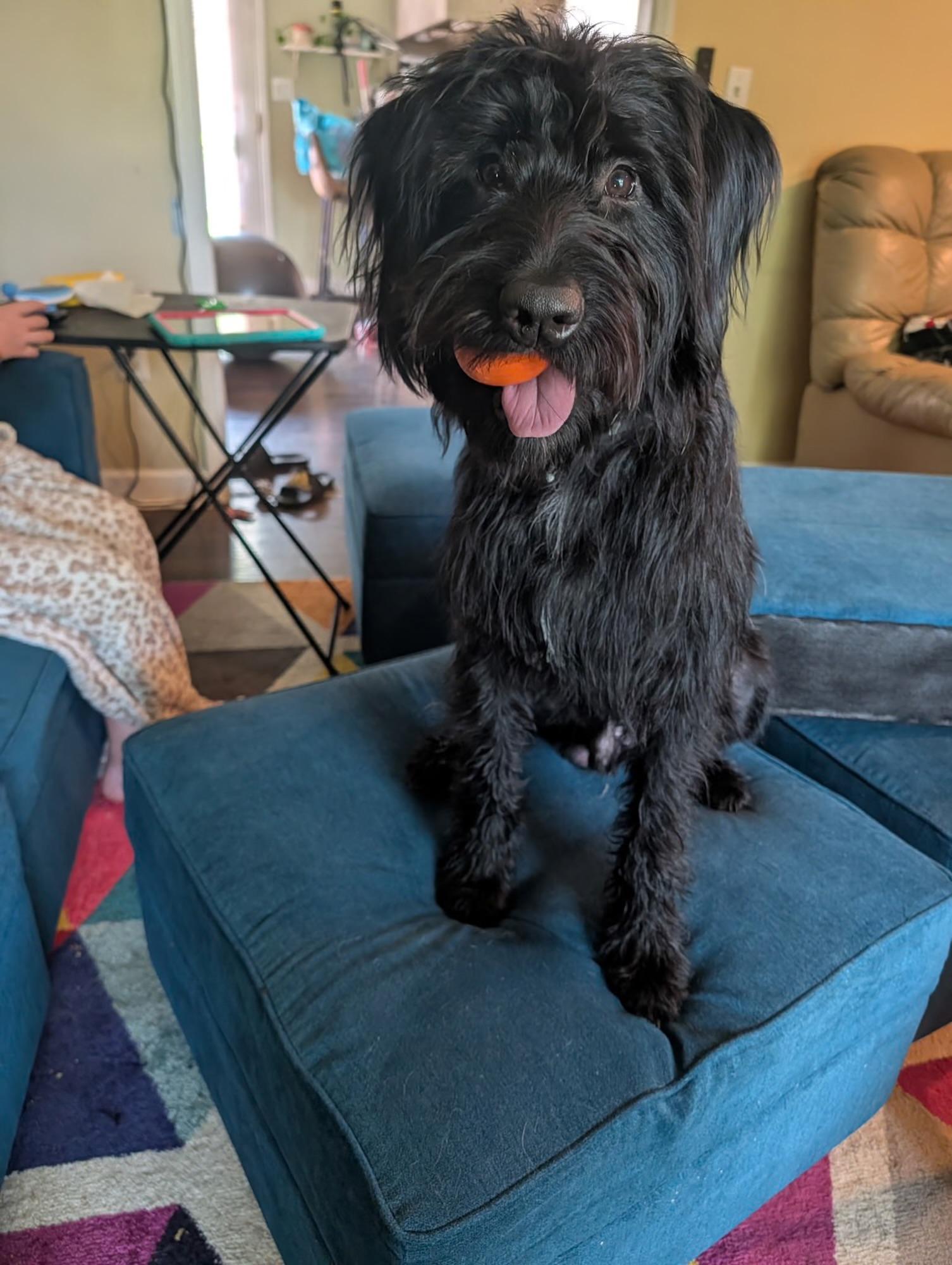 Kipper, ADOPTABLE, Adult Male Standard Poodle & Schnauzer.